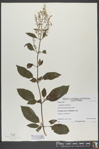 Scutellaria saxatilis image