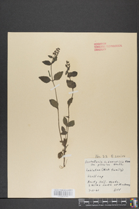 Scutellaria saxatilis image