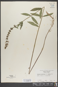 Stachys hyssopifolia image