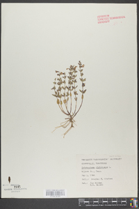 Trichostema dichotomum image