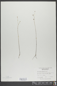 Utricularia gibba image