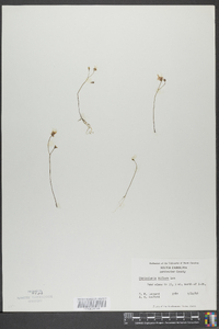 Utricularia gibba image