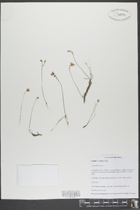 Utricularia gibba image