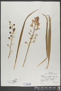 Camassia scilloides image