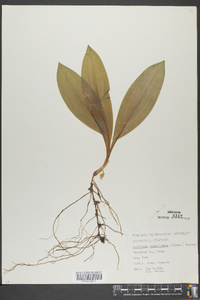 Clintonia umbellulata image