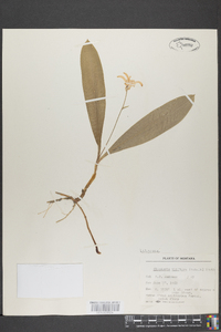 Clintonia uniflora image