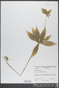 Medeola virginiana image