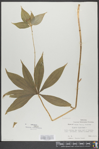 Medeola virginiana image