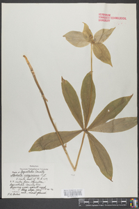 Medeola virginiana image