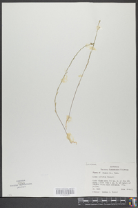 Linum sulcatum image