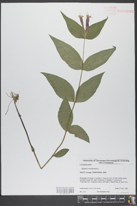 Spigelia marilandica image