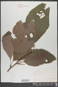 Magnolia acuminata image