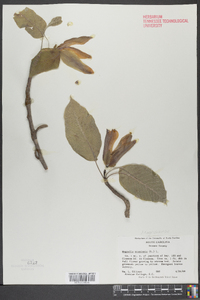 Magnolia acuminata image