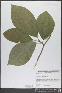 Magnolia acuminata image