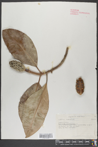 Magnolia grandiflora image