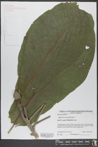 Magnolia macrophylla image