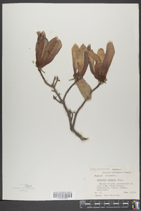 Magnolia obovata image