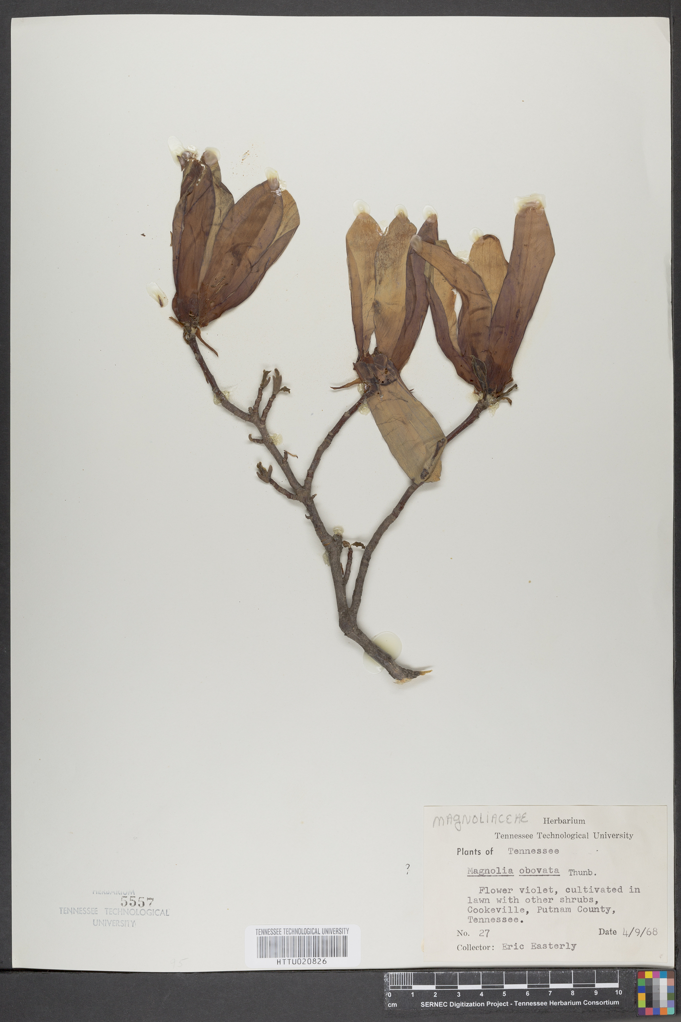 Magnolia obovata image