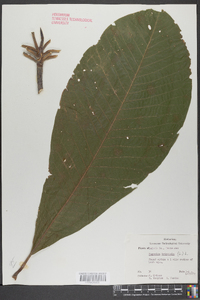 Magnolia tripetala image