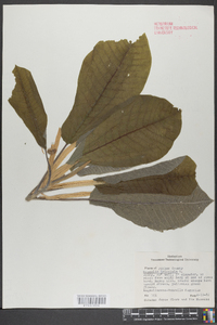 Magnolia tripetala image