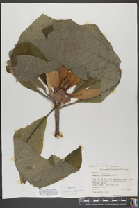 Magnolia tripetala image