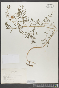 Mimosa microphylla image