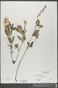 Thermopsis mollis image