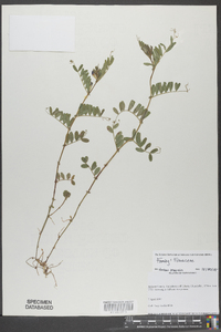 Vicia sativa subsp. nigra image