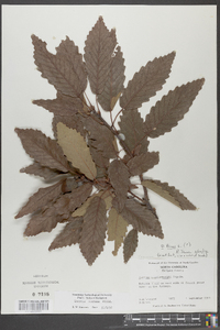 Quercus montana image