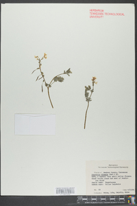 Corydalis flavula image