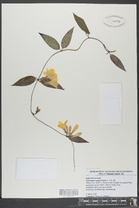 Gelsemium sempervirens image