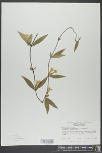 Gelsemium sempervirens image