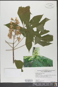 Aesculus flava image