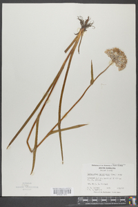 Lachnanthes caroliniana image