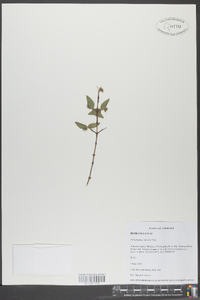 Philadelphus hirsutus image