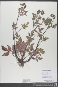 Phacelia bipinnatifida image