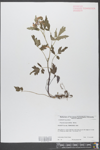 Phacelia bipinnatifida image