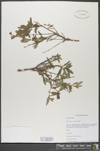 Hypericum frondosum image