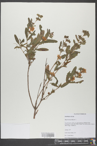 Hypericum prolificum image