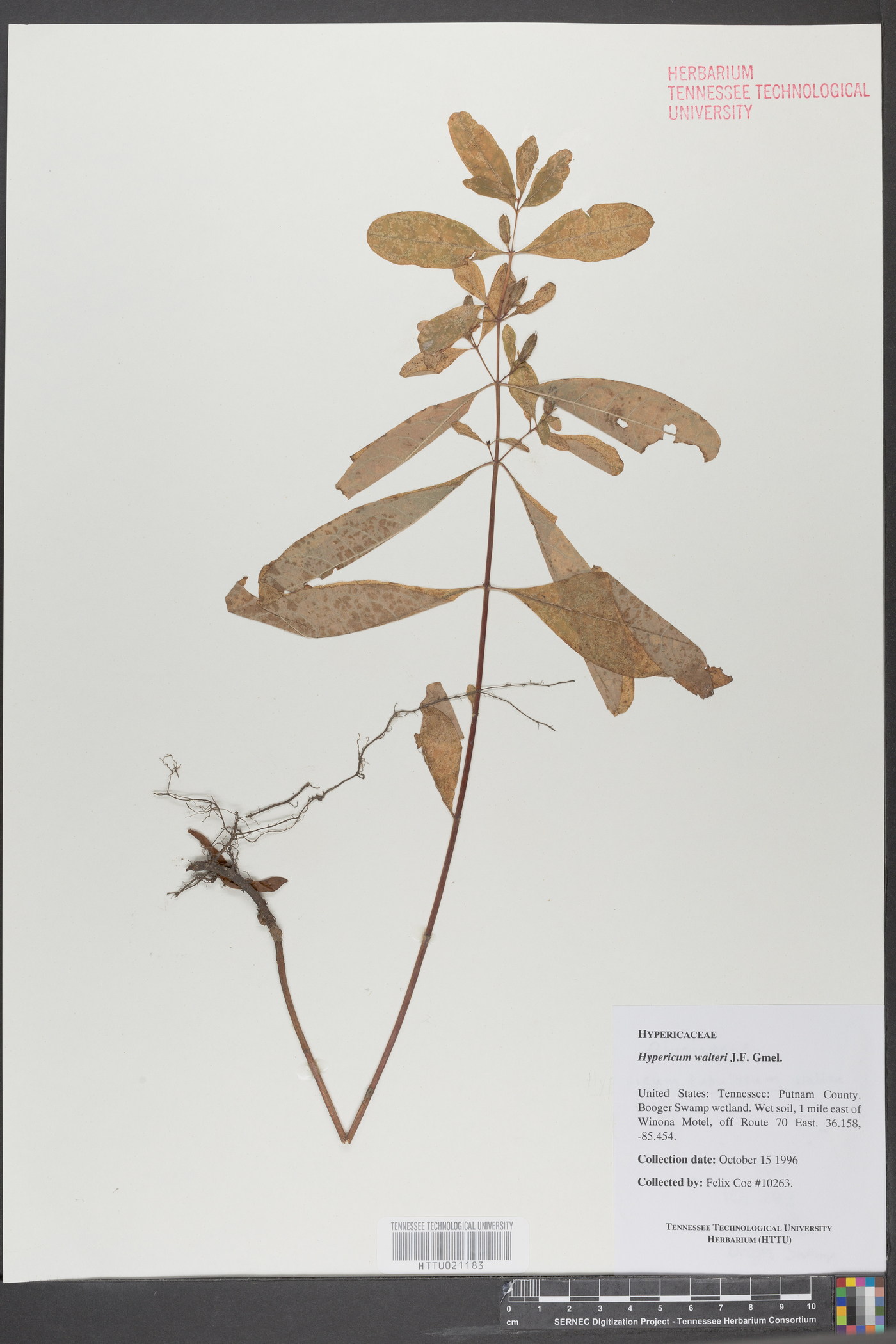 Hypericum walteri image