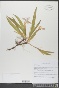 Iris cristata image