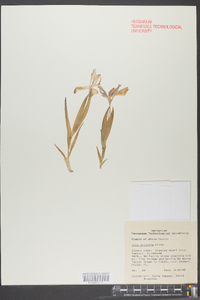 Iris cristata image