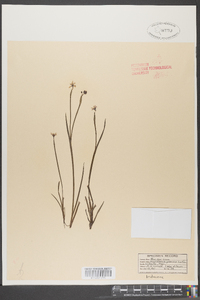 Sisyrinchium gramineum image