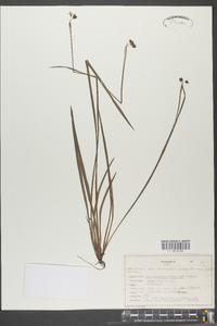 Sisyrinchium montanum image