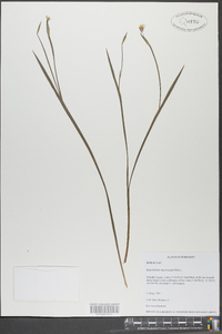 Sisyrinchium mucronatum image