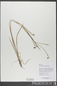 Sisyrinchium mucronatum image