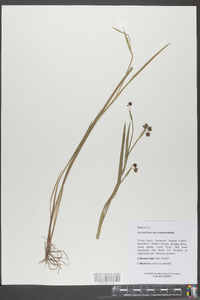 Sisyrinchium mucronatum image