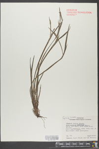 Sisyrinchium mucronatum image