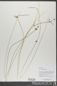 Juncus coriaceus image