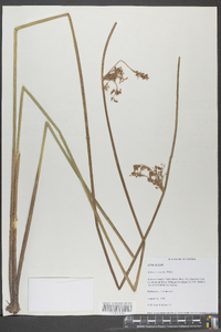 Juncus coriaceus image